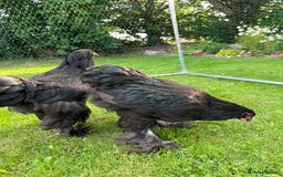 Chickens poultry for sale: Brahmas/Jersey giants - Image 4