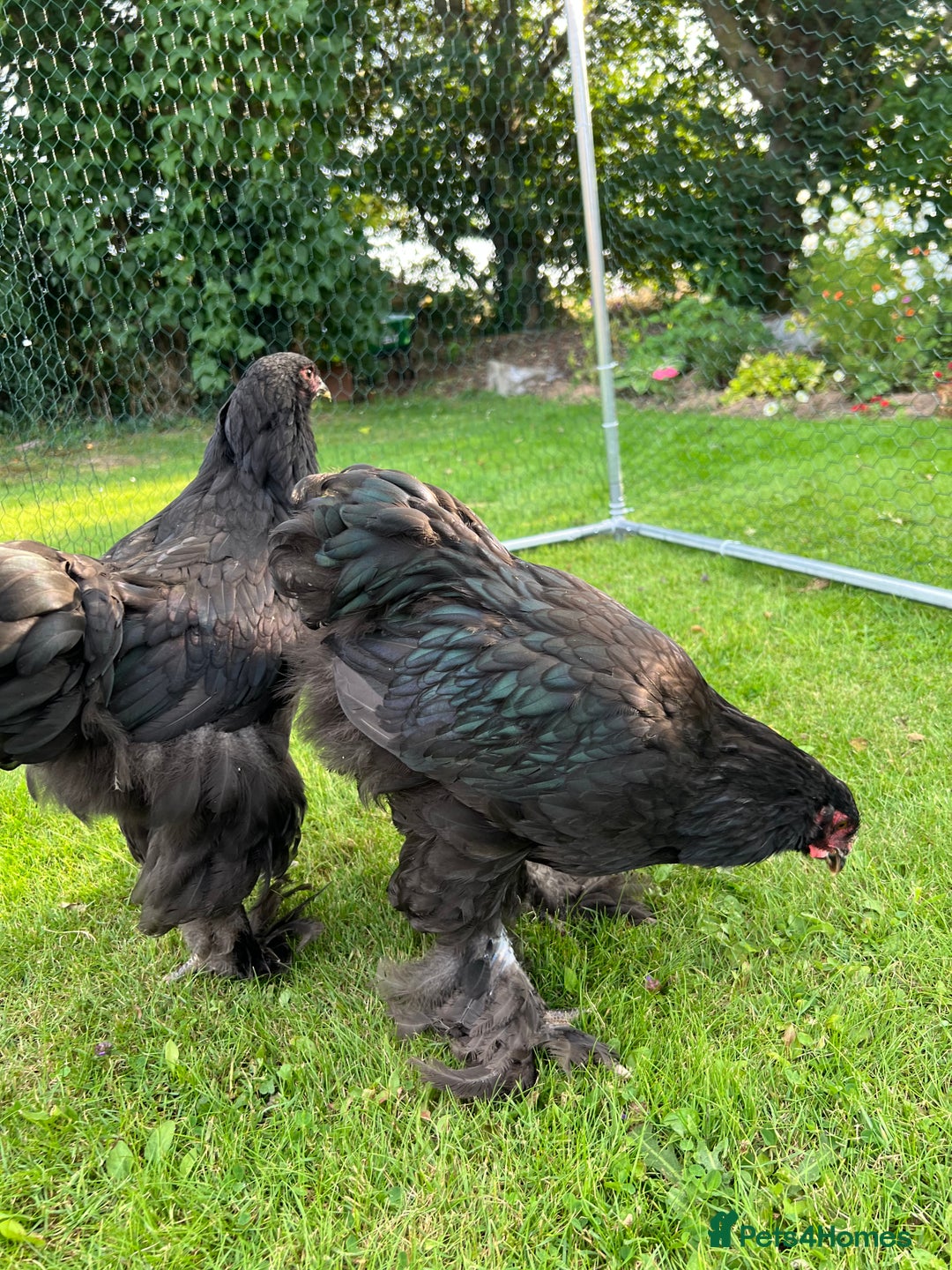 Chickens poultry for sale: Brahmas/Jersey giants - Image 4
