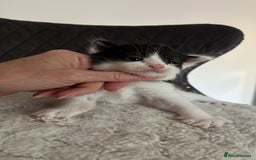 Domestic Shorthair cats for sale: Black & White Domestic Kittens  - Image 4