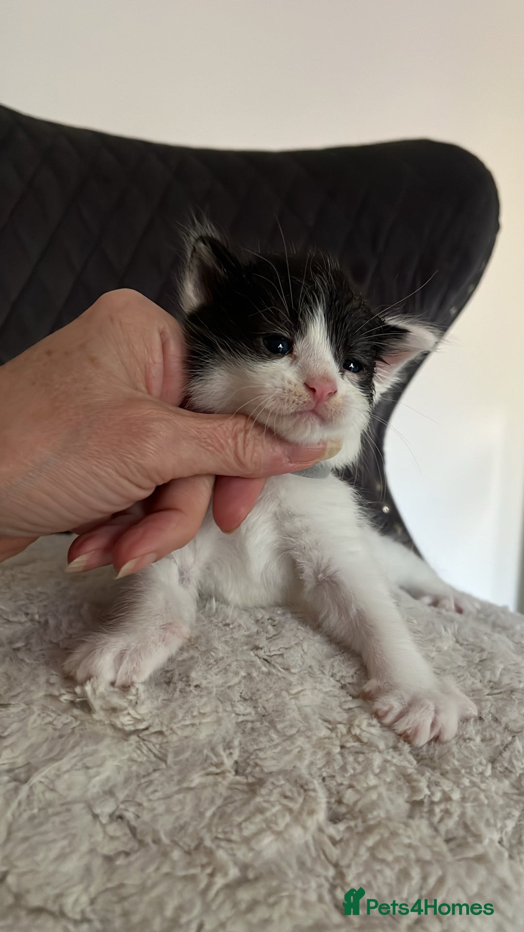 Domestic Shorthair cats for sale: Black & White Domestic Kittens  - Image 4