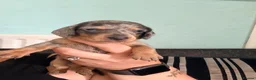 Dachshund dogs for sale: 1 beautiful boy left READY NOW  - Advert 7
