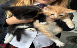 Mixed Breed cats for sale: Lovely kittens - Image 1