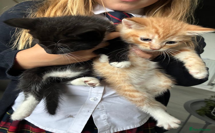 Mixed Breed cats - Advert 1