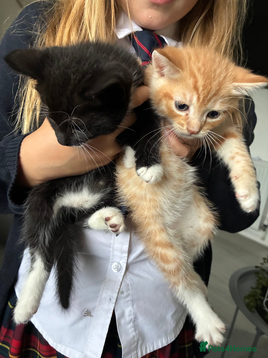 Mixed Breed cats for sale: Lovely kittens - Image 1