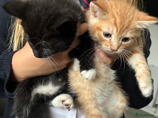 Mixed Breed cats - Advert 13