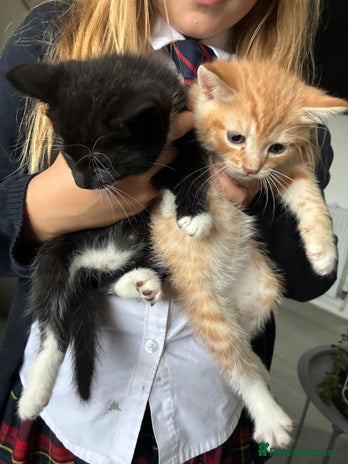 Mixed Breed cats Lovely kittens - Advert 12