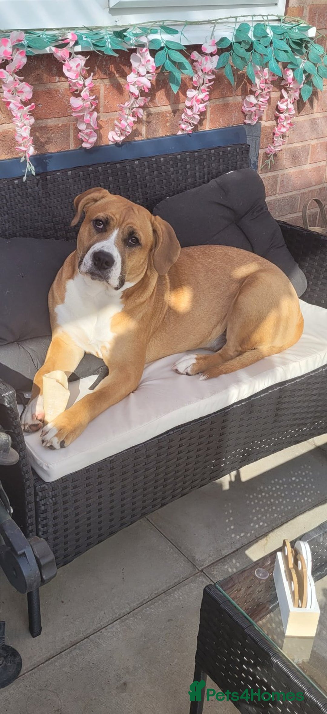 Mixed Breed dogs for sale: Millie to be rehomed - Image 9