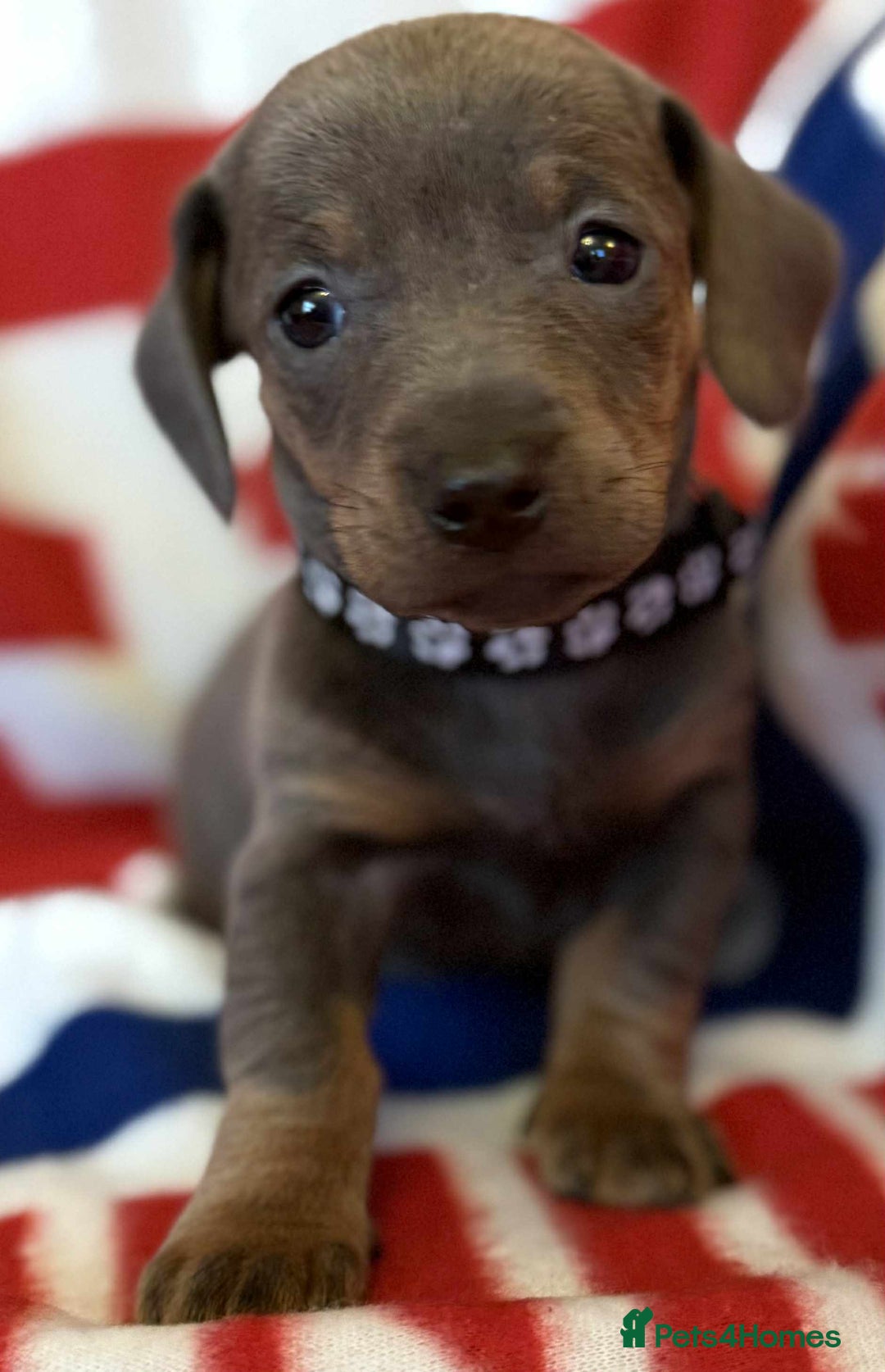 Dachshund dogs for sale: Beautiful Dachshund puppies - Advert 3