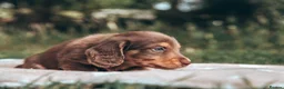 Miniature Dachshund dogs for sale: Exceptional Champion CK ML Dachshund Puppies  - Advert 14