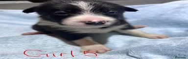 Puppy 5 - Girl