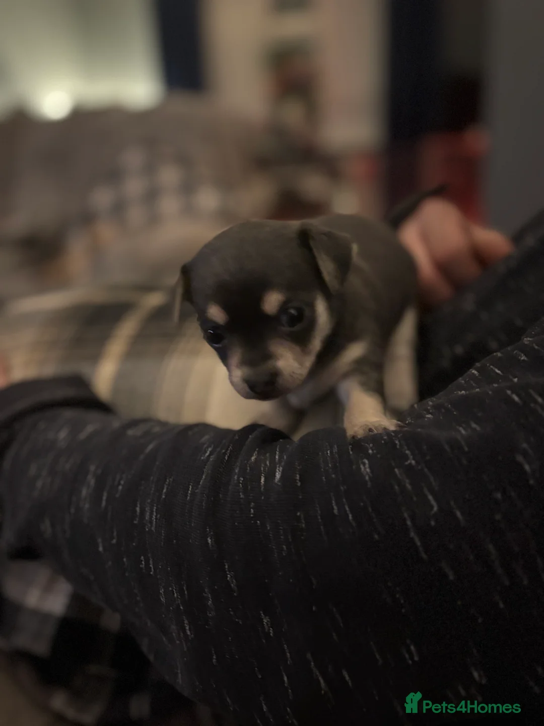 Chihuahua dogs for sale: Female chihuahua ready 08.03.26 - Advert 4