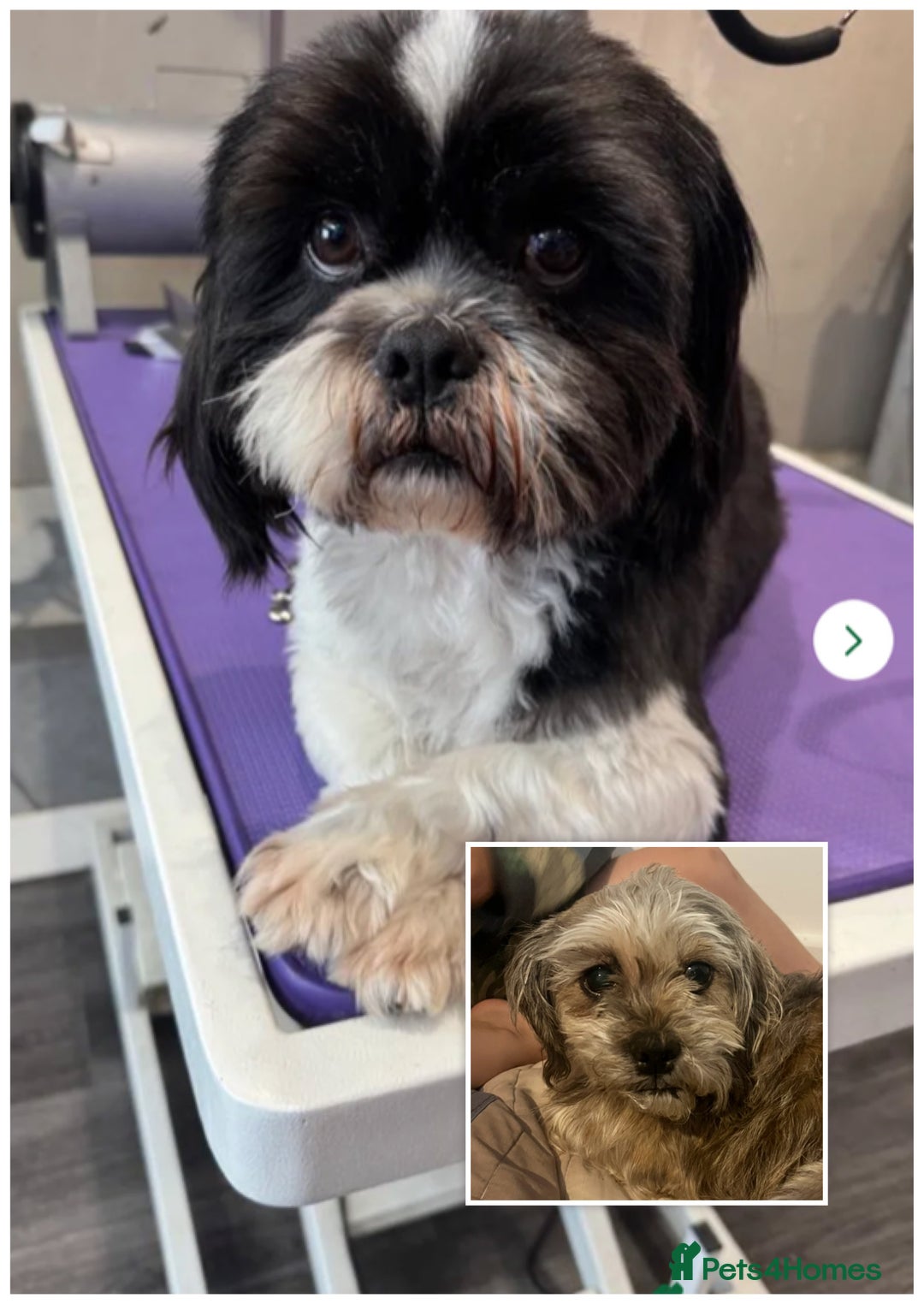 Zuchon dogs for sale: Shihzu x Bichion x Westie - Advert 9