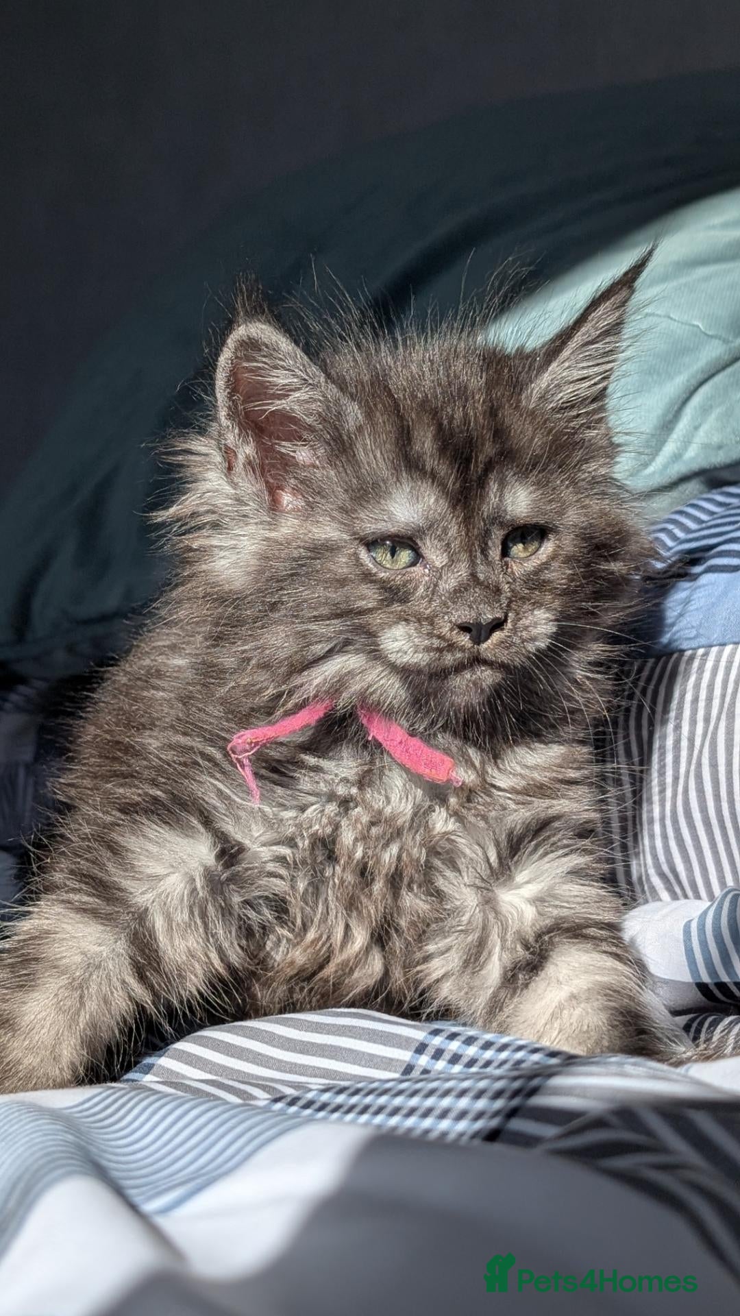 Maine Coon cats Black&Black Smoke Tica registered  - Advert 1