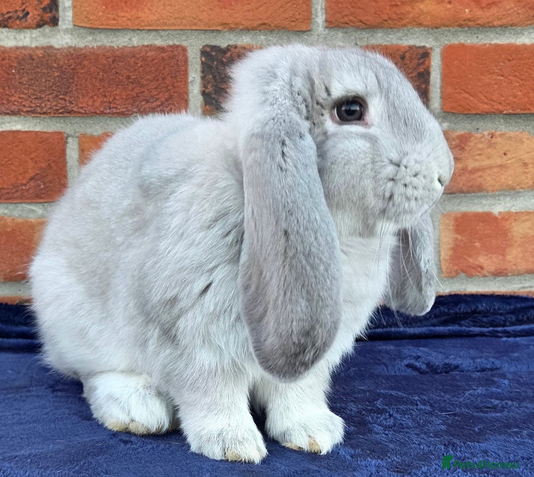 French Lop rabbits for sale: Beautiful French Lops - Image 8
