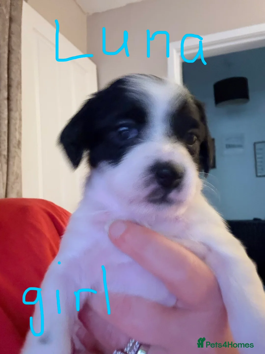 Mixed Breed dogs for sale: 1 boy and 1 girl for sale dashund x poochon - Advert 6