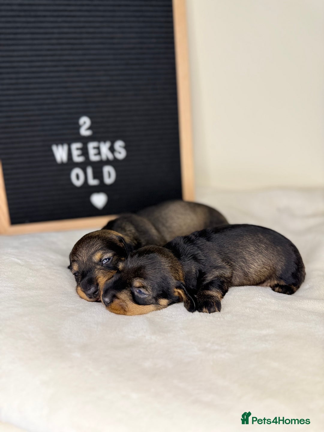 Miniature Dachshund dogs for sale: KC reg mini wires PRA LAFORA clear  - Advert 17