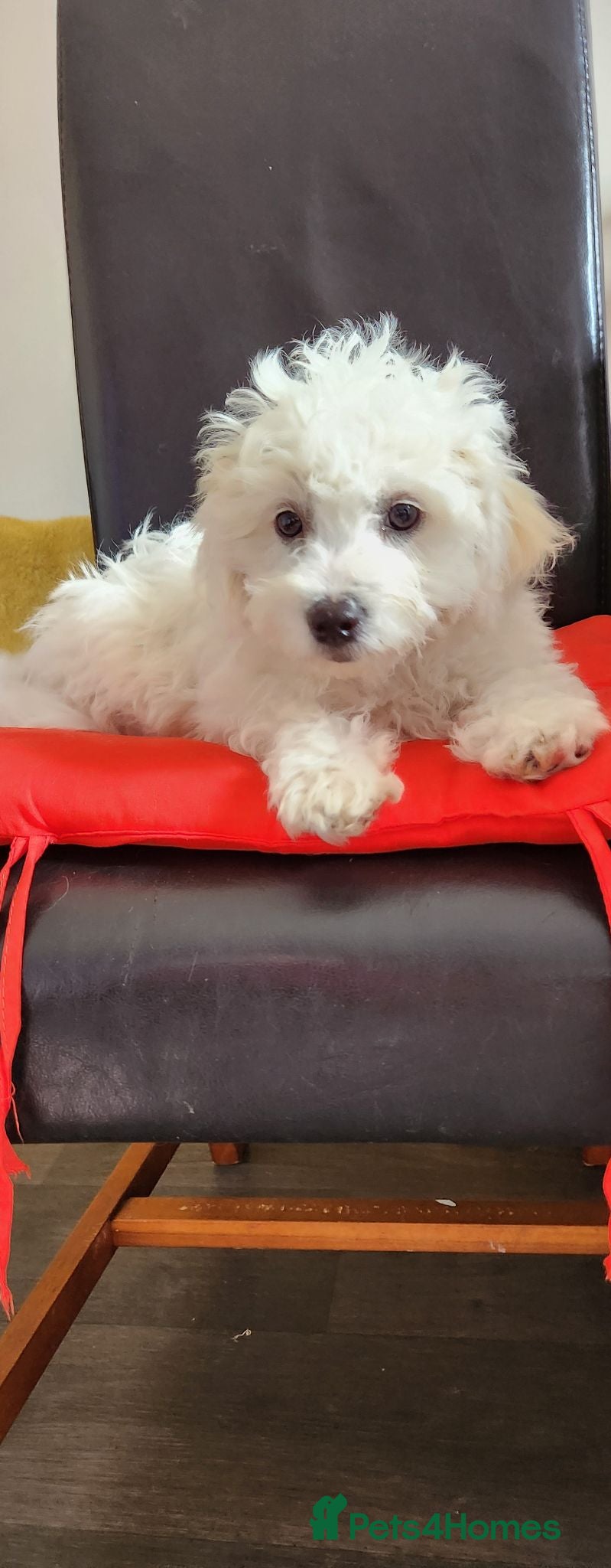 Bichon Frise dogs Bichon frise,, - Advert 2