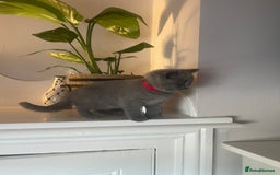 British Shorthair cats for sale: Beautiful British short hair kittens  - Image 17