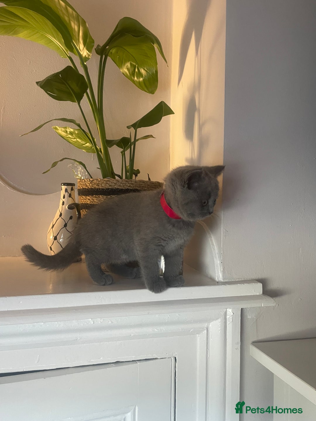 British Shorthair cats for sale: Beautiful British short hair kittens  - Image 17