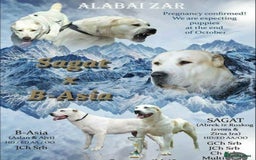 Central Asian Shepherd dogs for stud: 5⭐️RATED LICENSED, SERBIA IMPORT @ STUD  - Image 6