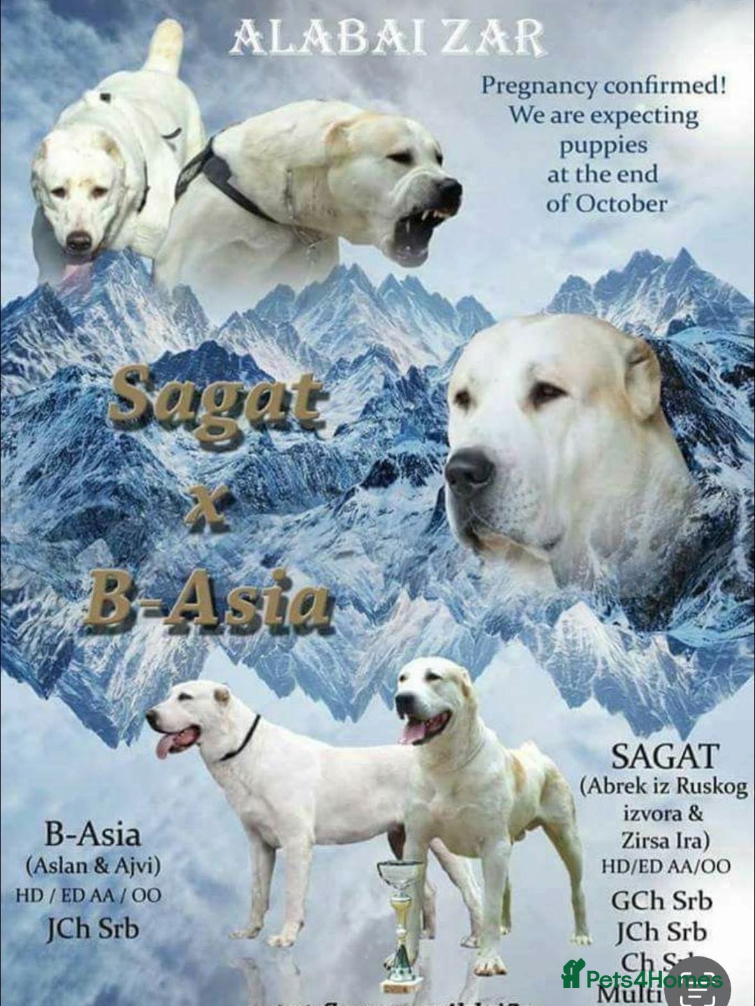 Central Asian Shepherd dogs for stud: 5⭐️RATED LICENSED, SERBIA IMPORT @ STUD  - Image 6