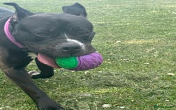 Mixed Breed dogs for sale: Poppy - Image 4
