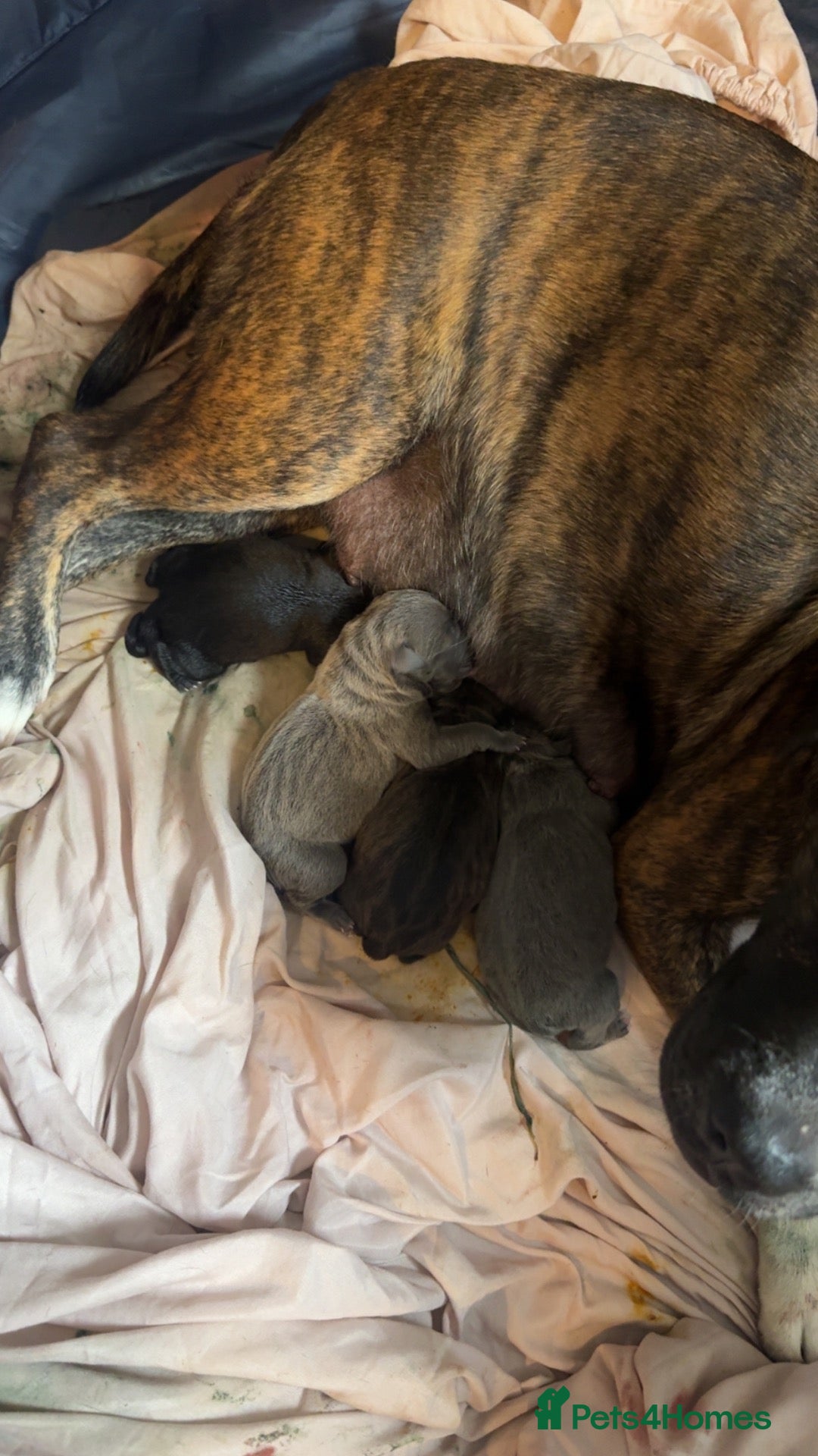 Staffordshire Bull Terrier dogs Puppies  - Advert 2