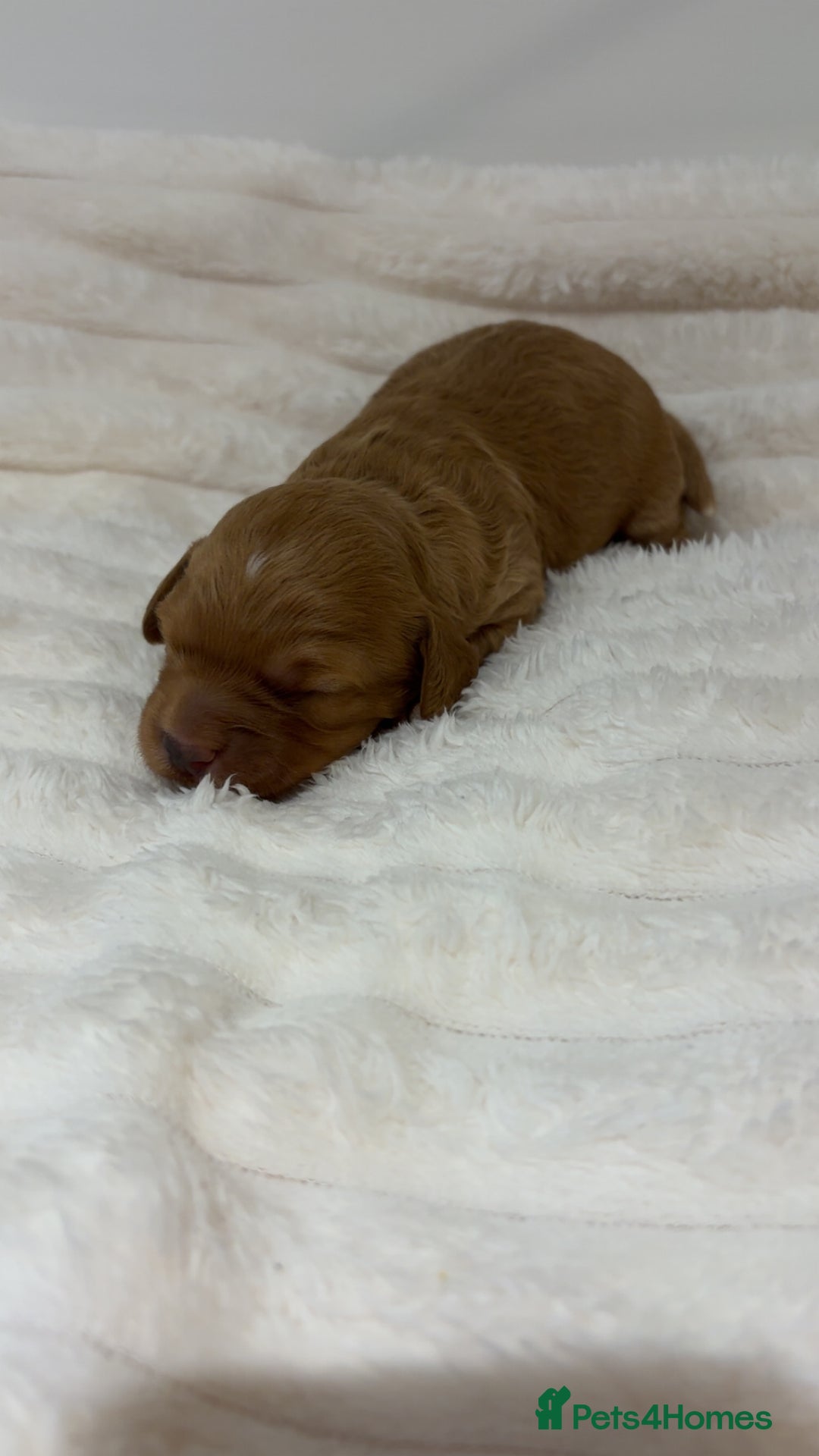 Cockapoo dogs for sale: Cockapoo litter  - Advert 7