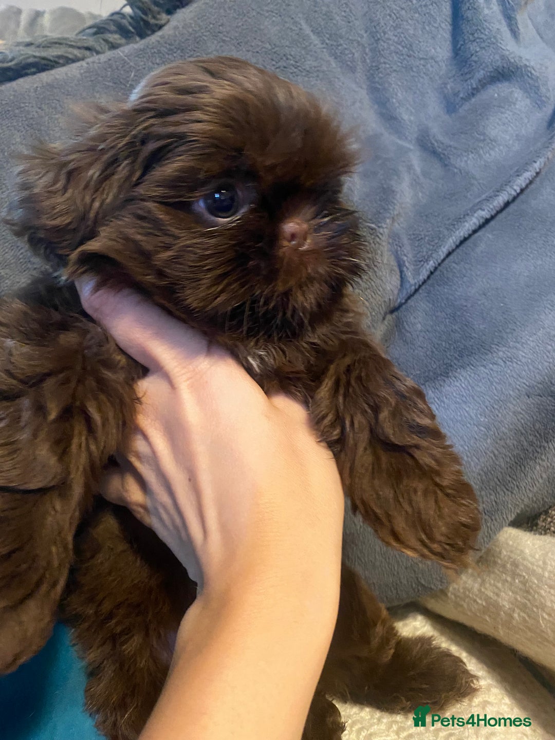 Shih Tzu dogs for sale: Amazing stunnin choc shihzu puppies ready to leave - Image 6