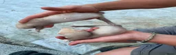Ferret rodents for sale: 6 Ferret Jill’s available  - Advert 3