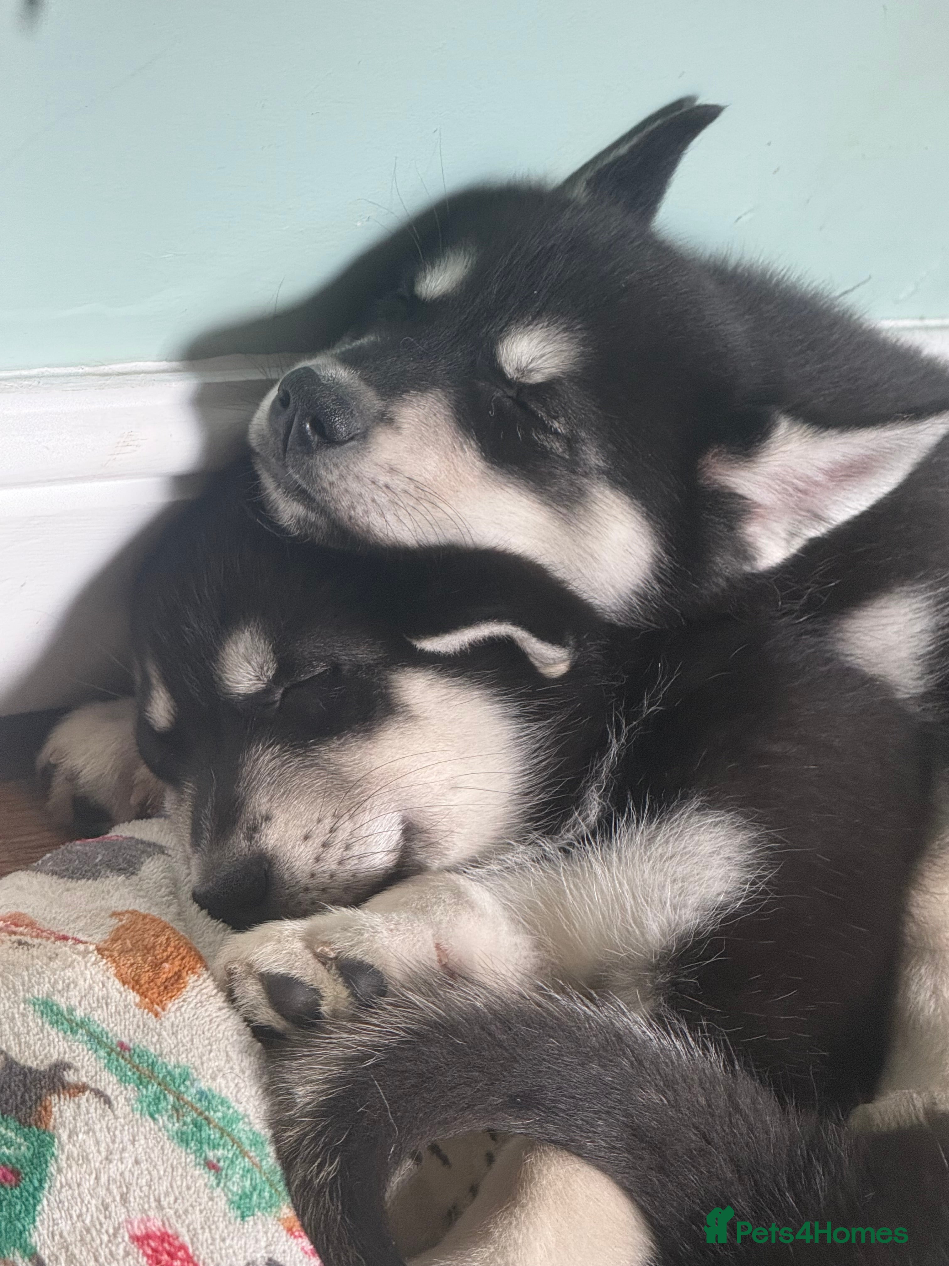 Siberian Husky dogs Siberian huskies, ready for their new home ♥️ - Advert 1
