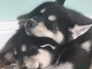 Siberian Husky dogs Siberian huskies, ready for their new home ♥️ - Advert 1