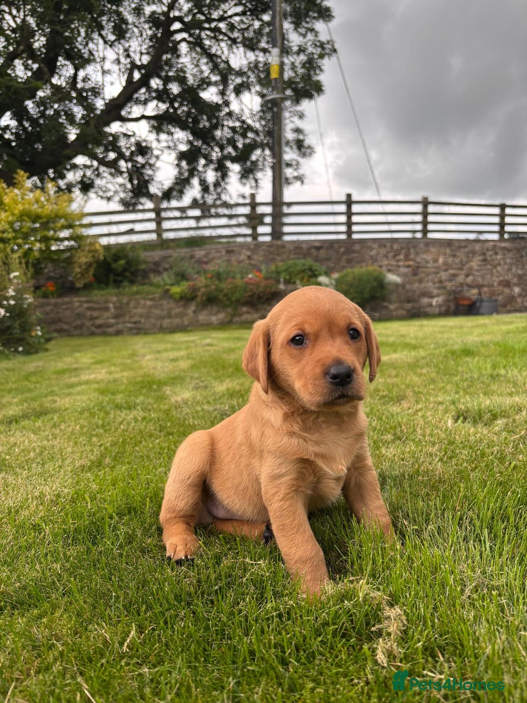 Labrador Retriever dogs for sale: Stunning, KC registered, Fox Red Labrador puppies. - Image 17