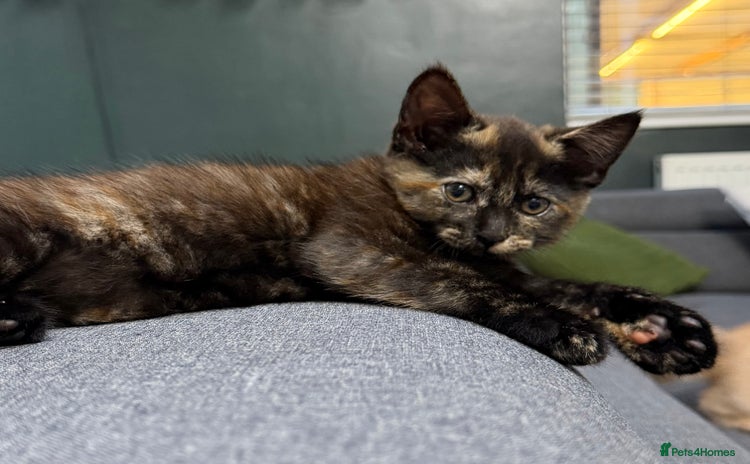 Mixed Breed cats - Advert 2