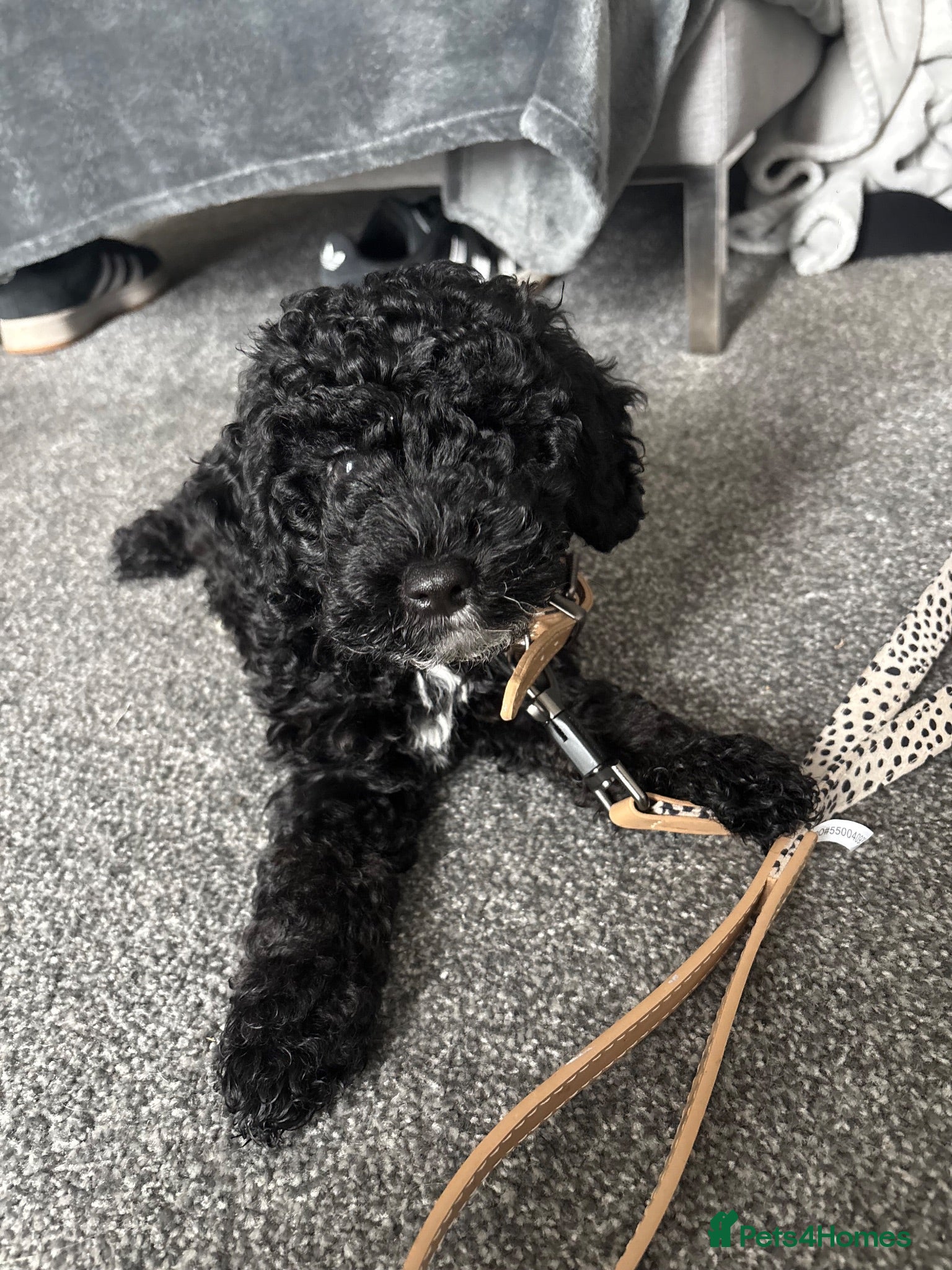 Mixed Breed dogs Beautiful Cockapoo Male 10 weeks old - Advert 15