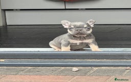 French Bulldog dogs for sale: Homie lines meet temple felson line  - Image 5