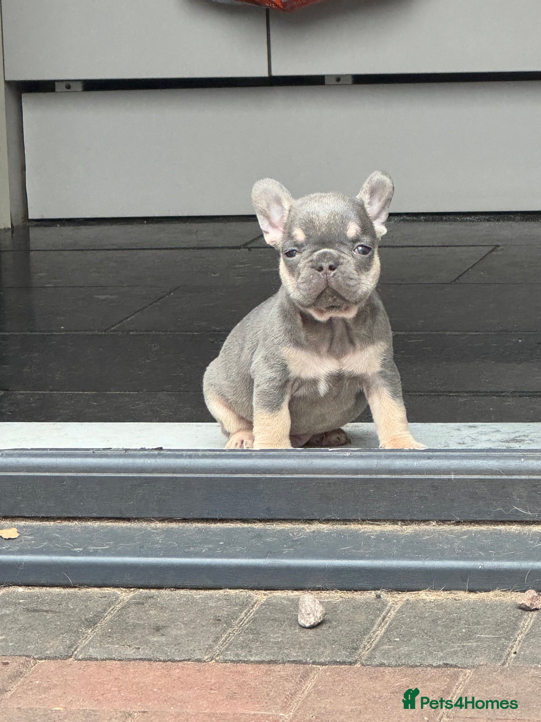 French Bulldog dogs for sale: Homie lines meet temple felson line  - Image 5