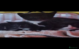 Mixed Breed cats for sale: 6 kittens - Image 2