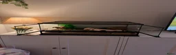Gecko reptiles for sale: Leopard gecko  - Advert 2