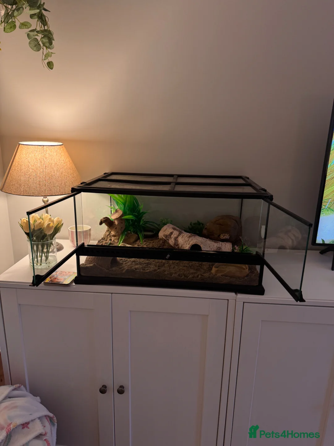 Gecko reptiles for sale: Leopard gecko  - Advert 2