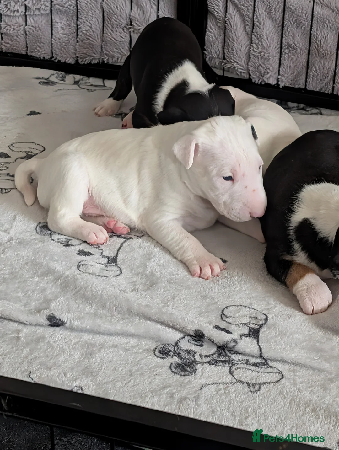 English Bull Terrier dogs for sale: English bull terrier puppies in Tipton - Advert 2