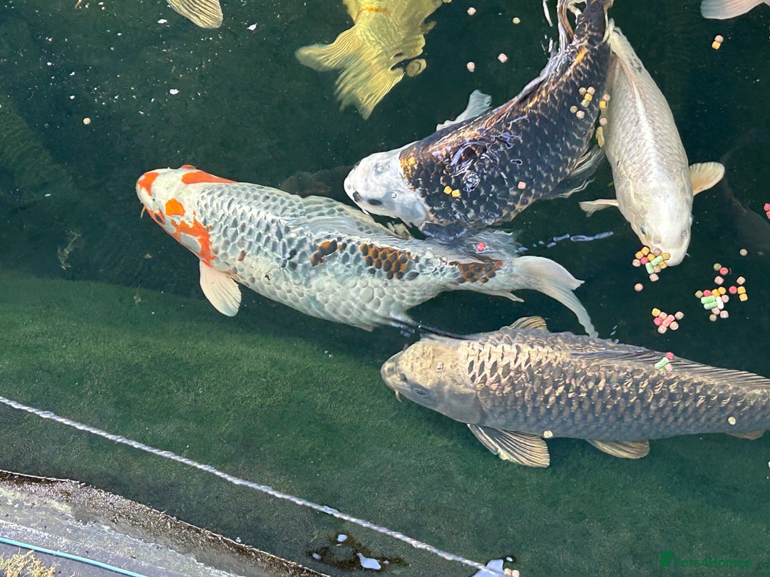 Koi Carp fish for sale: Koi Carp - Image 3
