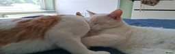 Mixed Breed cats for sale: Two gorgeous mixed - Advert 3