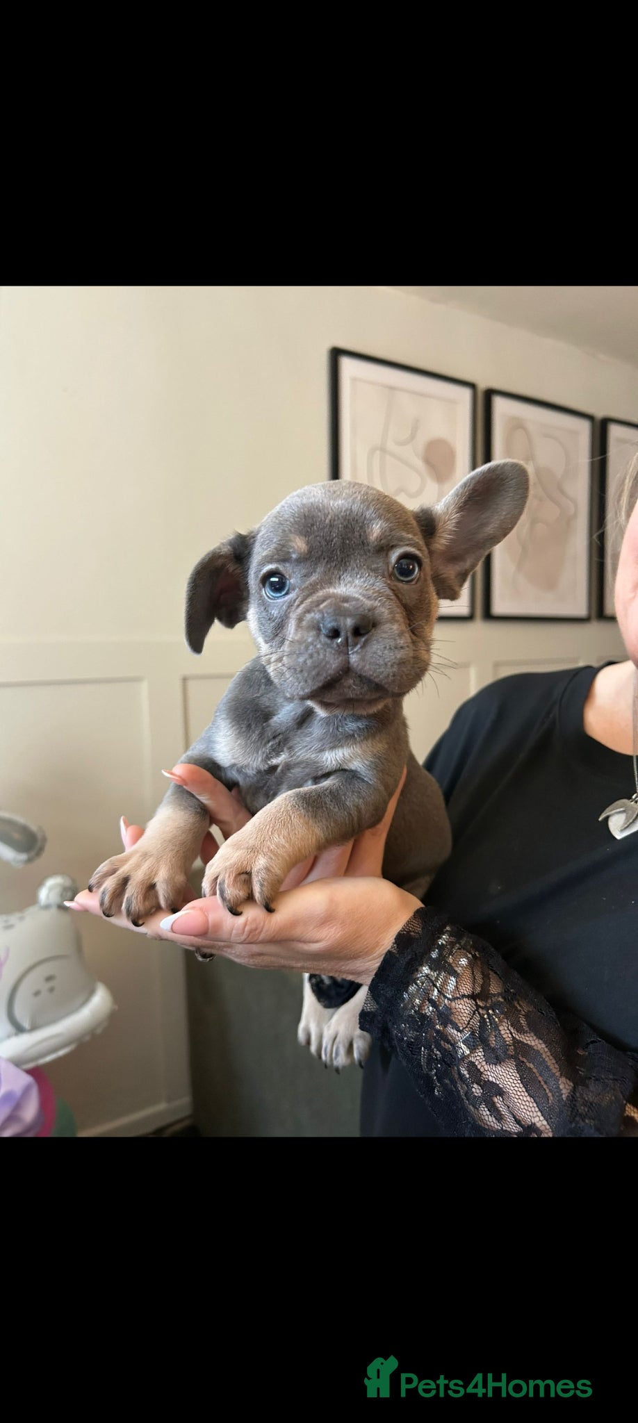 French Bulldog dogs Frenchie pups REDUCED - Advert 7