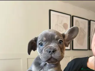 French Bulldog dogs Frenchie pups REDUCED - Advert 7