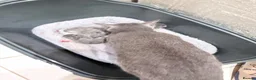 Russian Blue cats for sale: Beautiful Russian Blue Kitten for Sale tica pedig in London - Advert 6