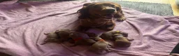 Cocker Spaniel dogs for sale: Working cocker spaniel puppy’s 🏡  - Advert 7