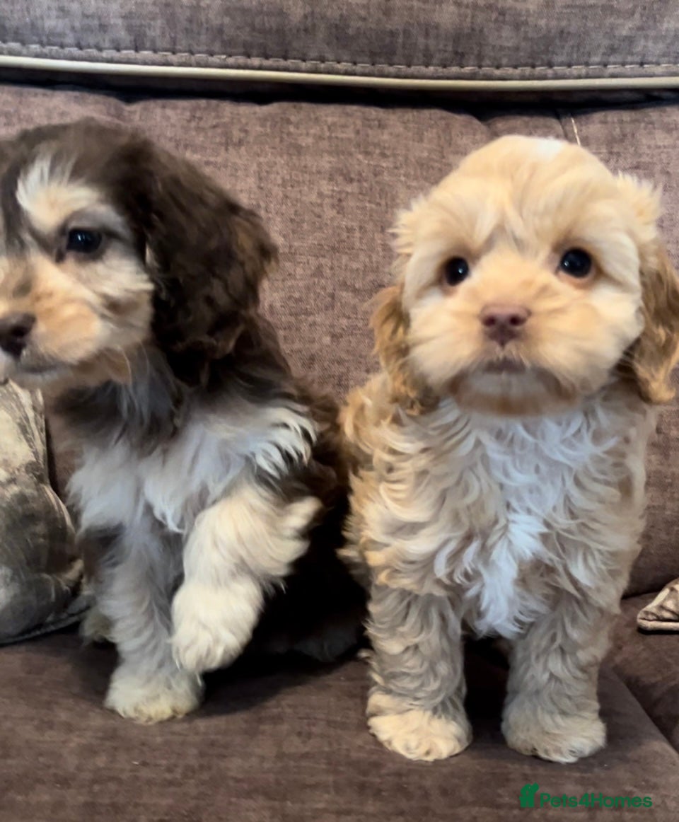 Cockapoo dogs 🩵💕BEAUTIFUL💕🩵F1 Cockapoo Pups  - Advert 16
