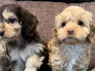Cockapoo dogs 🩵💕BEAUTIFUL💕🩵F1 Cockapoo Pups - Advert 16