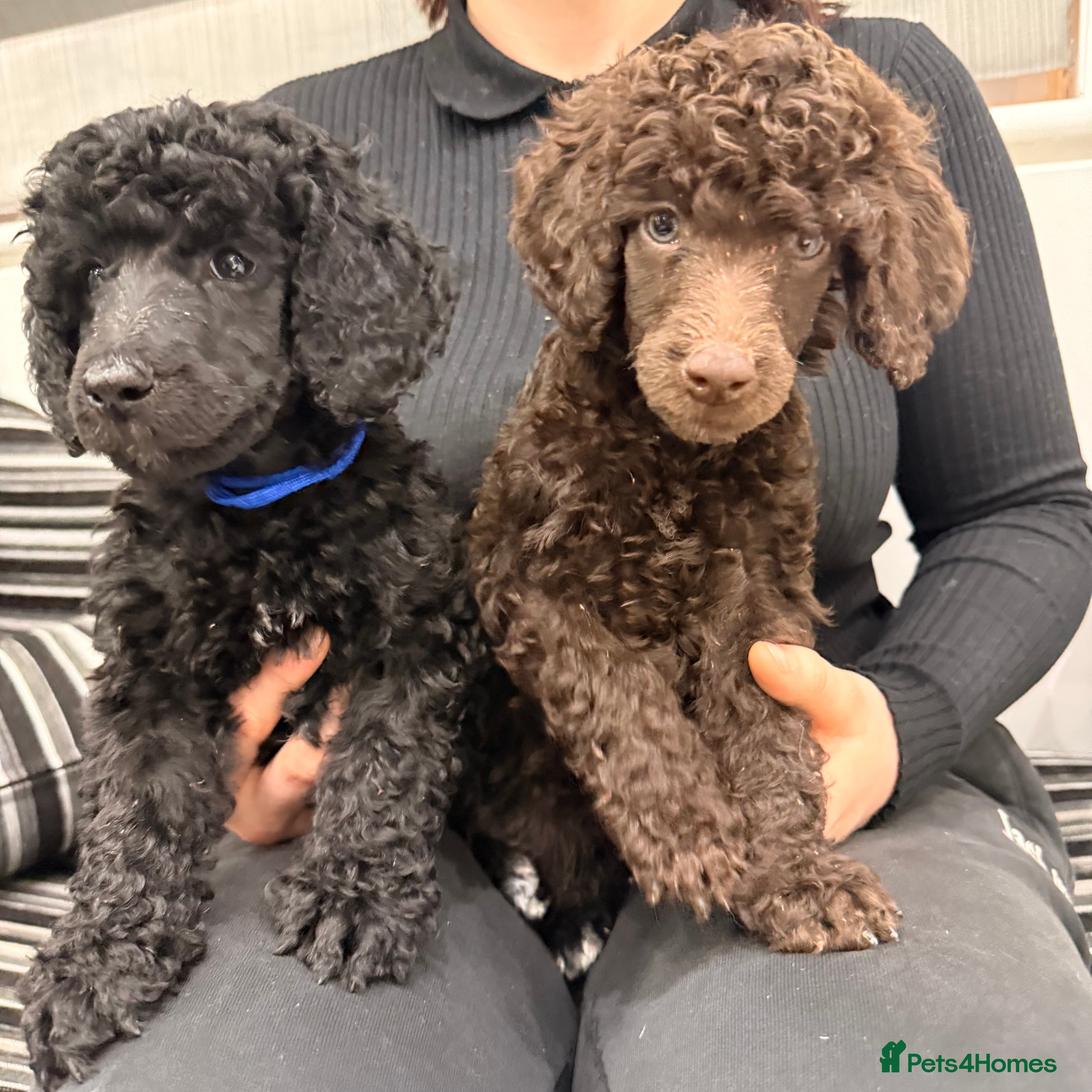 Standard Poodle dogs 2 GORGEOUS boys available KC registered S. Poodle  - Advert 1
